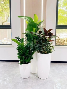 宁波江北盆景租摆公司